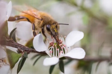 Manuka