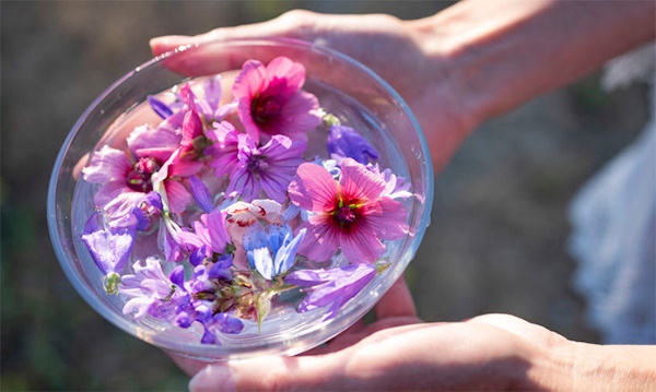 Read more about the article Flower Essences: What Are They And How Do I Use Them?